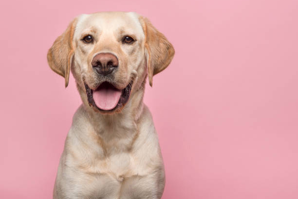 Portrait of a blond labrador retriever dog looking at the camera with mouth open seen from the front on a pink background