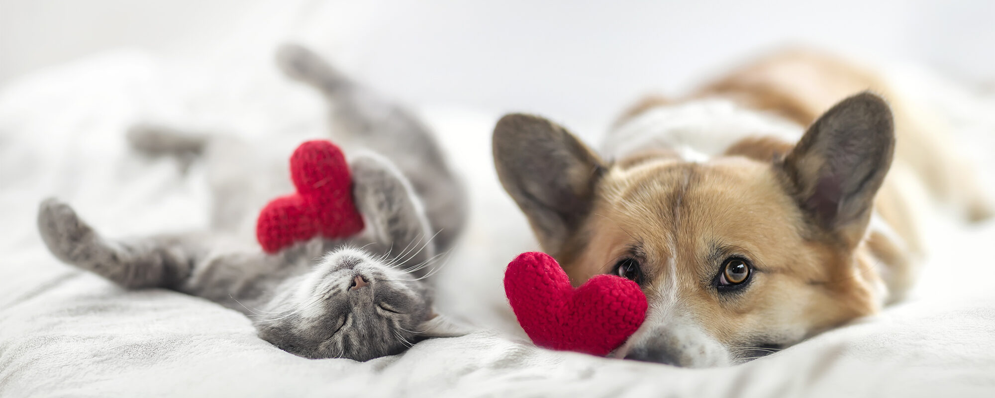 cute cat and corgi dog are lying on a white bed together surrounded by knitted red hearts