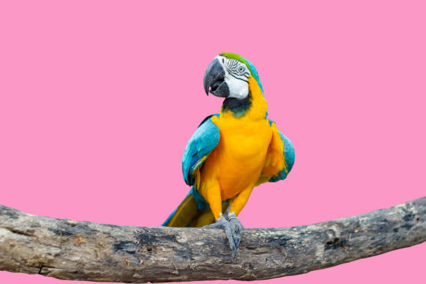 Bird Blue-and-yellow macaw standing on branches isolated pink background.