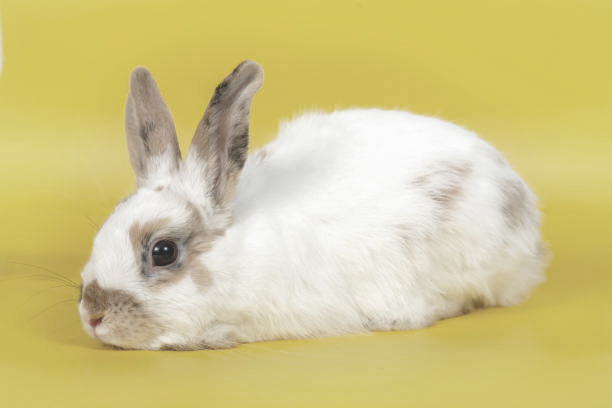 White rabbit with brown ears on yellow background. Domestic animal, pet. Concept Spring, Easter. Copyspace.