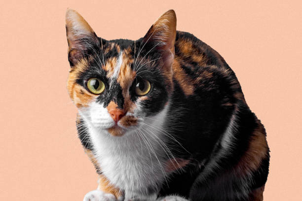 Beautiful calico cat on isolated background. Studio shoot. The cat is looking intently at the camera.