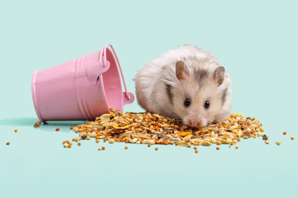 Gray Syrian hamster eating food from a small pink bucket