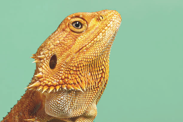 Head of an orange color Bearded Dragon (Agama) female lizard. Isolated on green background, macro.