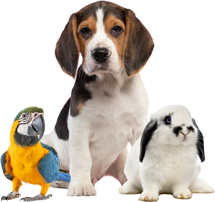Assorted pets with dog, bunny, and parrot