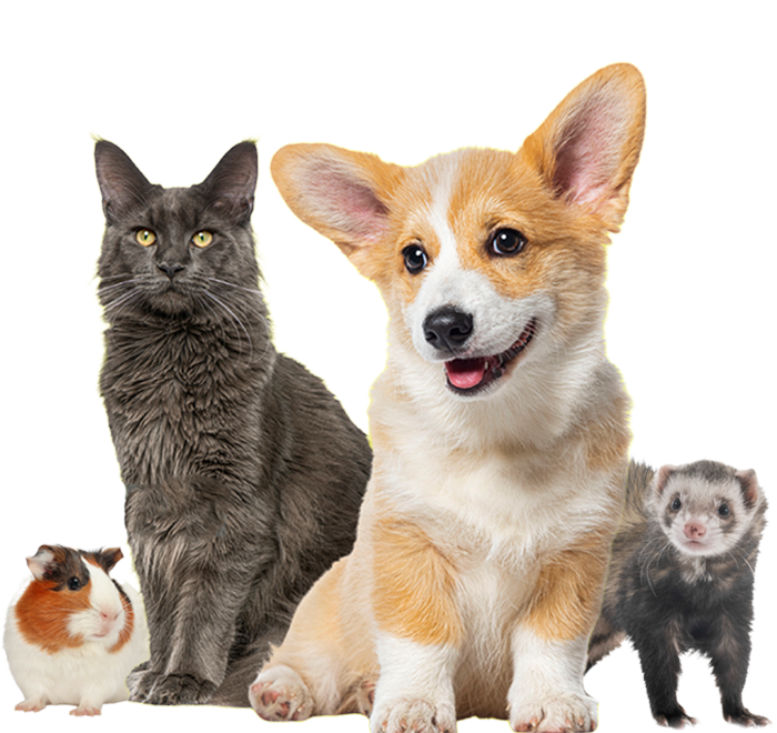Assorted pets with cat, dog, guinea pig, and farret