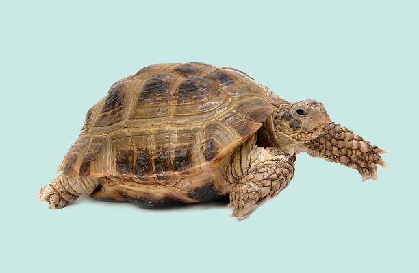 Crawling tortoise on a white background