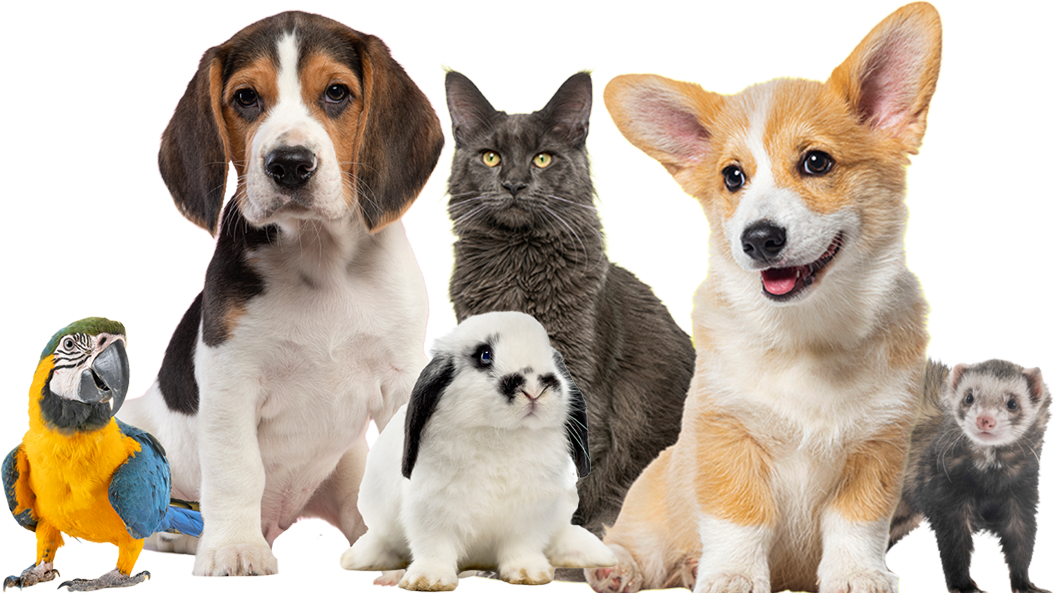 pets-full